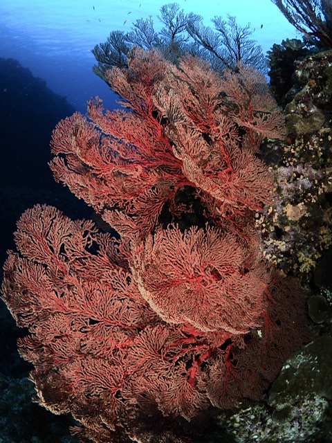 珊瑚礁 ウミウチワサンゴ-